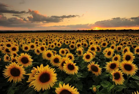 field of sunflowers