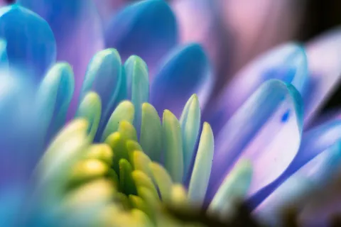 Petals of chrysanthemum flowers up-close