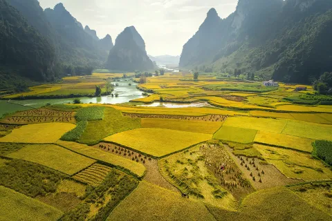 bond investor information - Rice and rice field