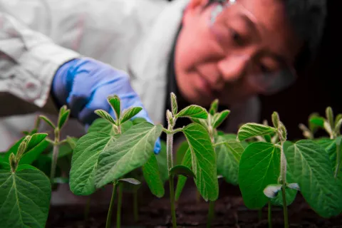 Scientist inspecing seedling