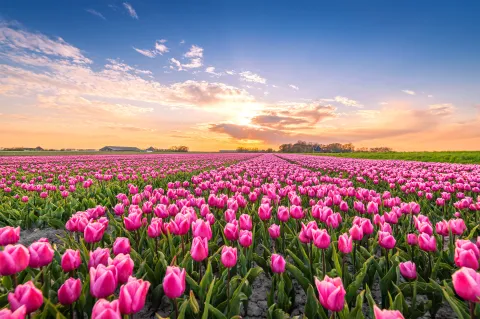 field of tulips